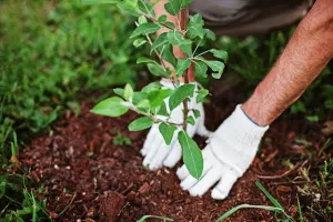 Tree Care