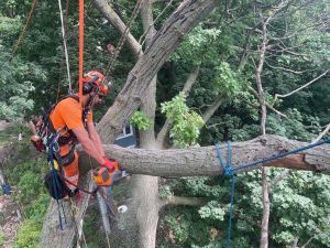 Arborist Contractors