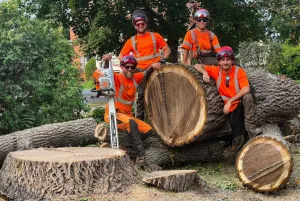 Arborist Contractors