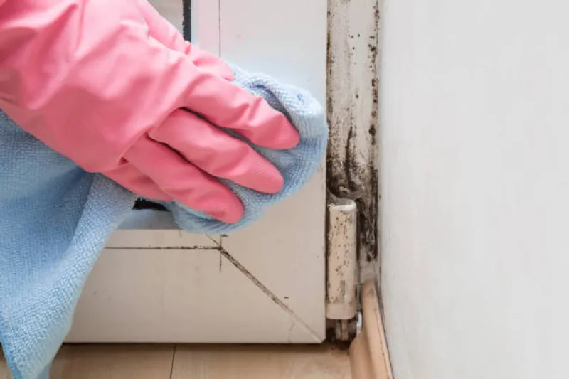 The Silent Menace: A Comprehensive Guide to Mold Removal and Prevention The Silent Menace: A Comprehensive Guide to Mold Removal and Prevention