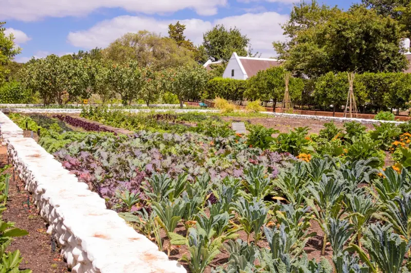 Harvesting Value: How Edible Landscaping Transforms Commercial Spaces
