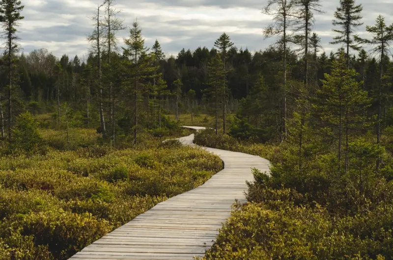 Crafting Sustainable Pathways: A Personal Journey into Modern Paving