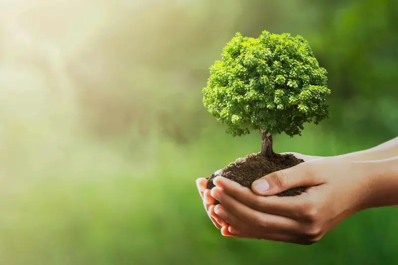 Smart Tree Care: Tech‑Driven Strategies for a Sustainable Home