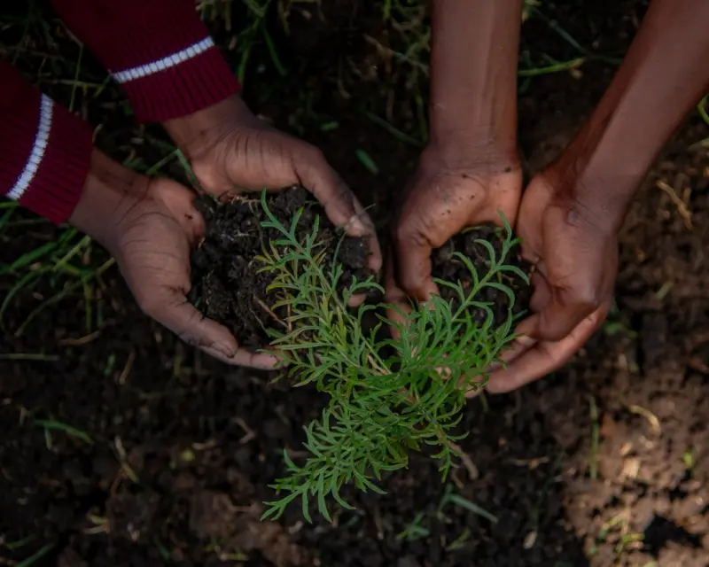 Nurturing Trees Year‑Round: A Holistic Guide to Soil, Water, and Pruning