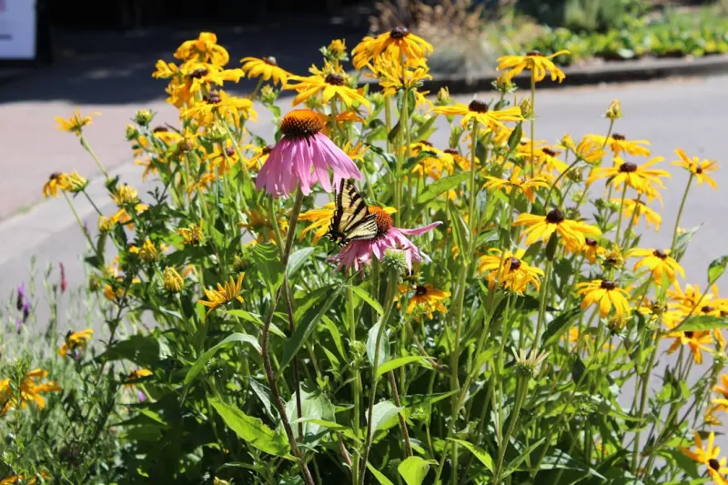 Turning Your Backyard into a Low‑Maintenance Pollinator Haven