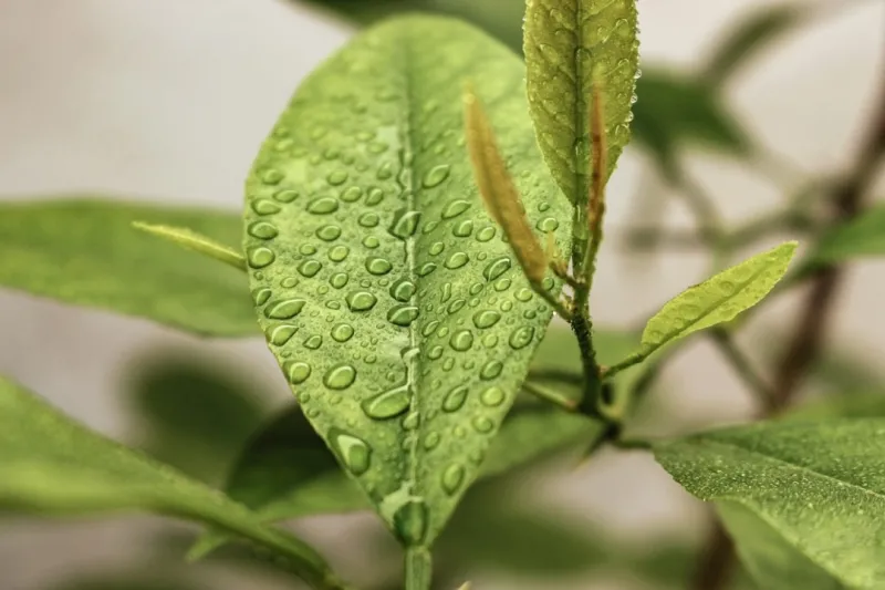 The Future of Waterproofing: Sustainable Solutions for a Greener Tomorrow