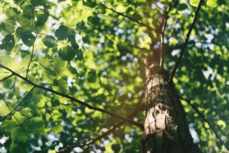 The Quiet Guardians: Why Proactive Tree Care Is Essential for Every Property