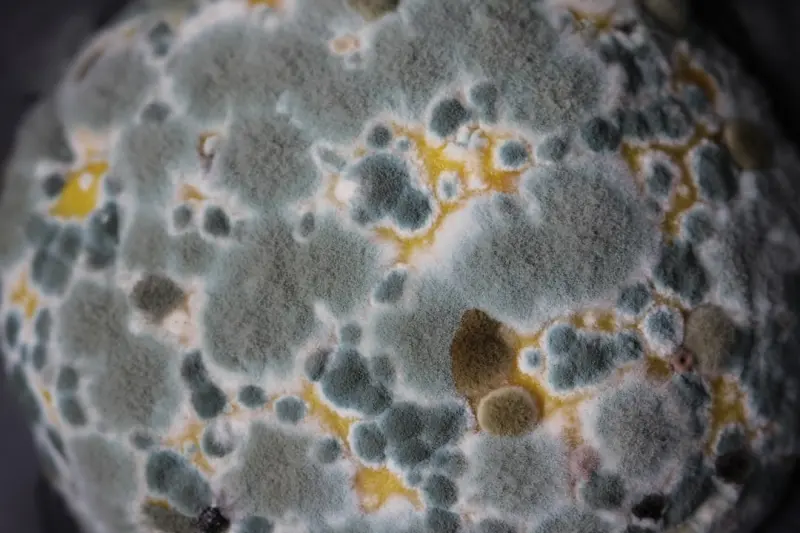 Predictive Mold Removal: Turning Data Into a Clean, Healthy Building