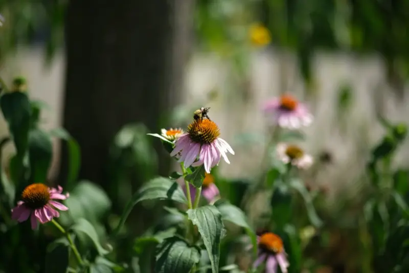 Designing a Seasonal Narrative Landscape: Pollinators, Rain Gardens, and Sustainable Hardscapes