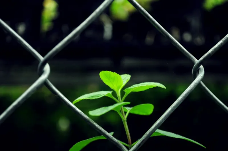 Sustainable Fencing Options for a Greener Future
