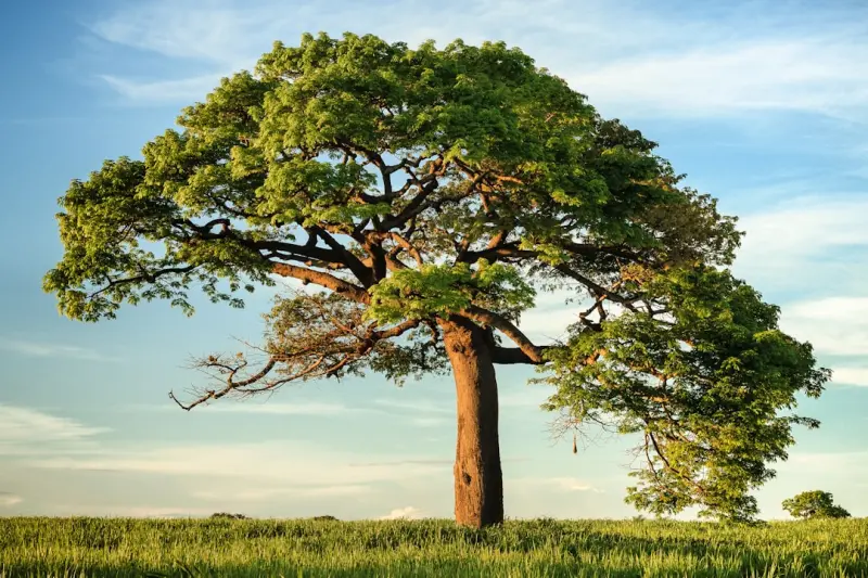 Connected Canopies: Using IoT to Keep Urban Trees Healthy Connected Canopies: Using IoT to Keep Urban Trees Healthy