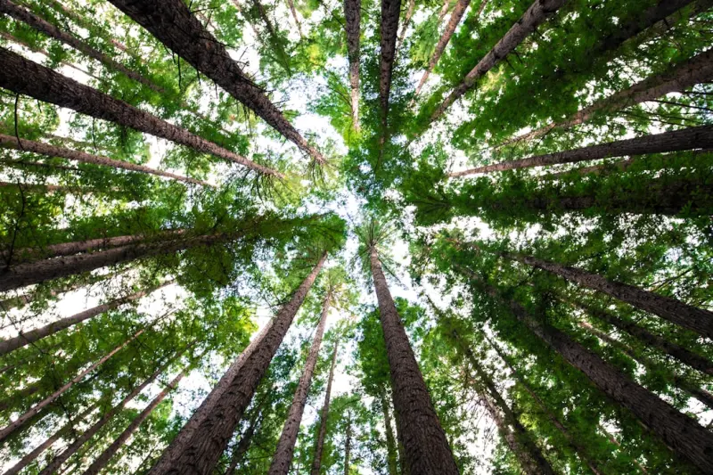 Why Trees Need a Tech Upgrade: Proactive Arboriculture in the Digital Age