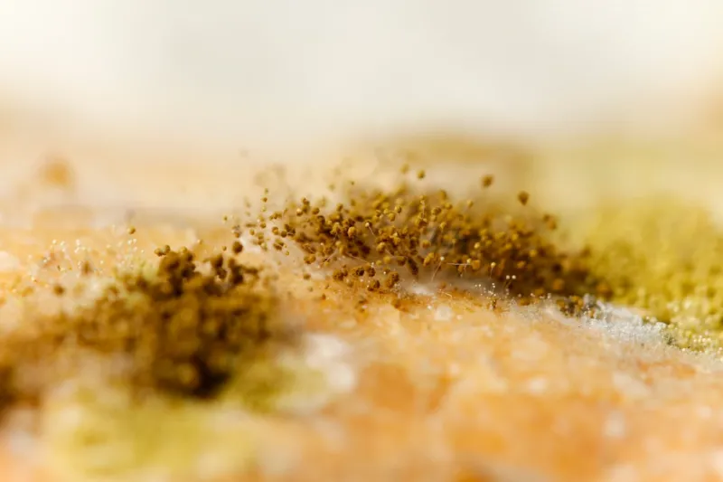 The Hidden Dangers of Mold in Your Home: A Comprehensive Guide The Hidden Dangers of Mold in Your Home: A Comprehensive Guide