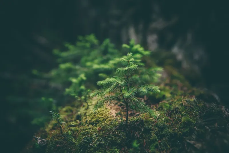 The Evolution of Tree Care: Why Sustainable Practices Matter The Evolution of Tree Care: Why Sustainable Practices Matter