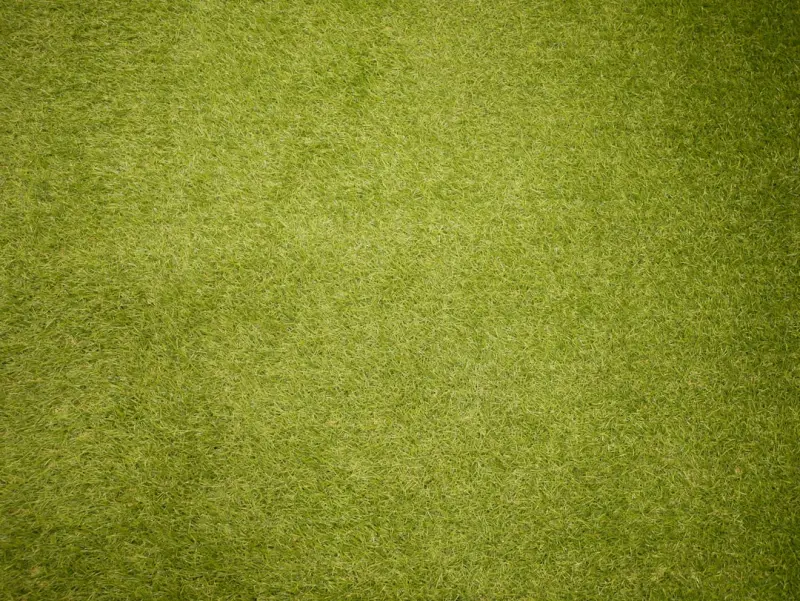 When Clean Meets Green: Rethinking Carpet Care for a Healthier Home