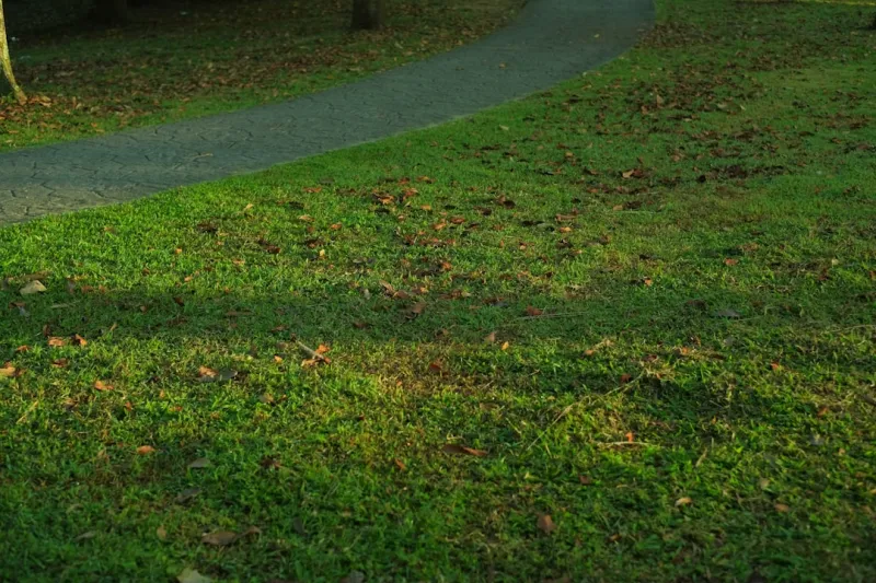 The Intersection of Lawn Care and Sustainable Living The Intersection of Lawn Care and Sustainable Living