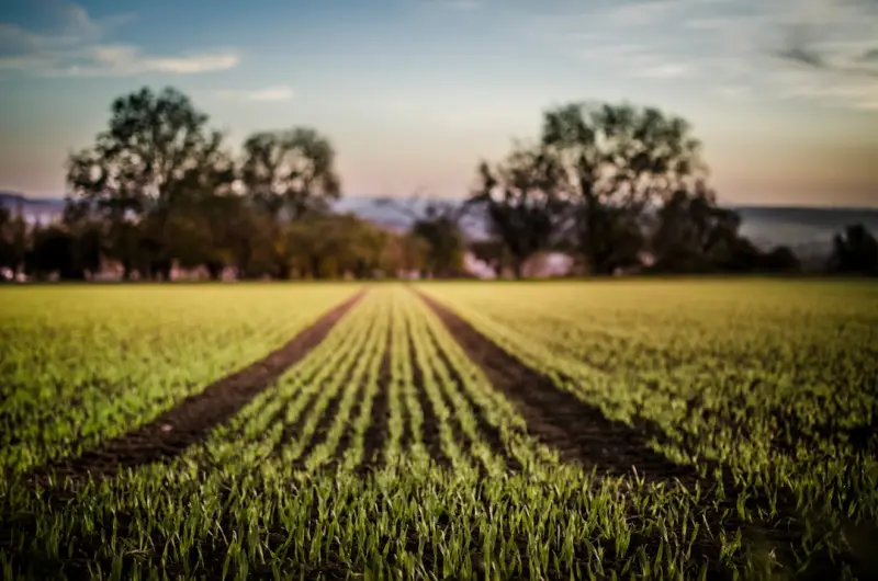 Cultivating Business Growth with Purpose‑Driven Landscape Design