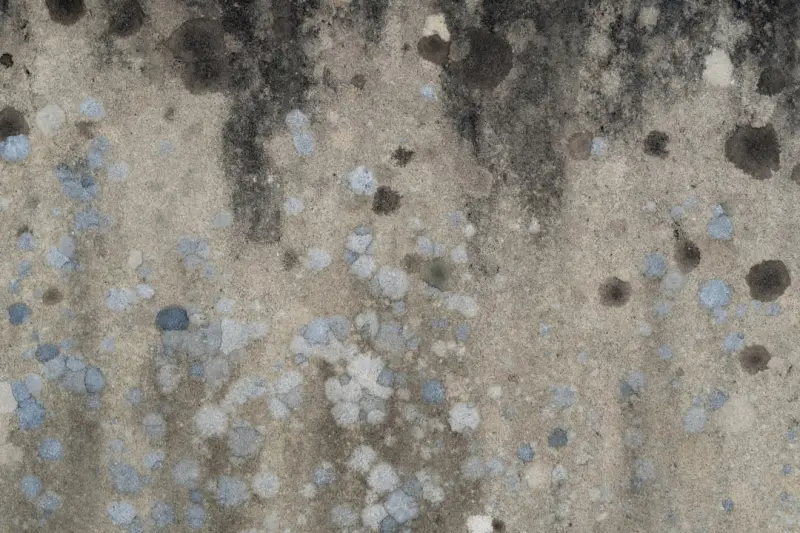 The Hidden Science of Mold Removal: A Homeowner’s Playbook