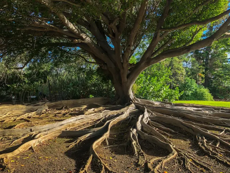Tree Wellness: Soil Biology, Seasonal Rhythm, and Urban Heat Management
