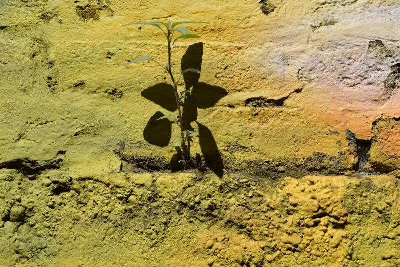 The Green Revolution in Plastering: Sustainable Techniques for a Greener Tomorrow The Green Revolution in Plastering: Sustainable Techniques for a Greener Tomorrow