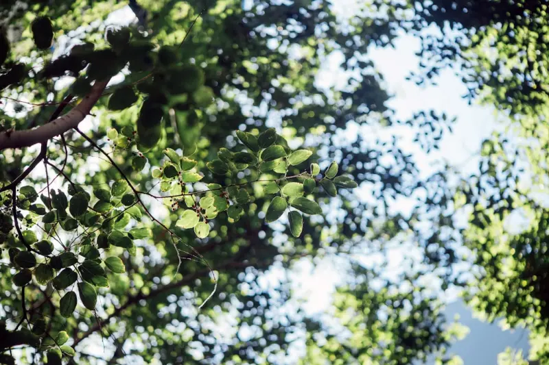 Listening to the Leaves: How Data-Driven Tree Care is Redefining Urban Green Spaces