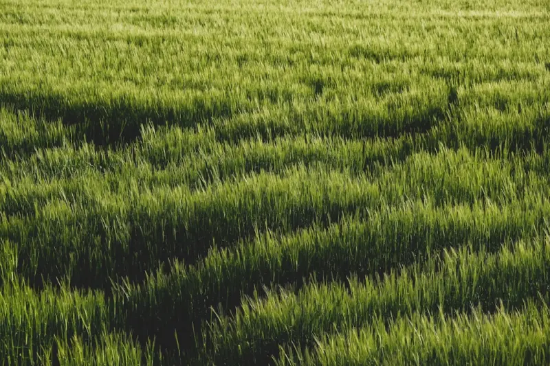 Reviving Soil for Lush, Resilient Lawns