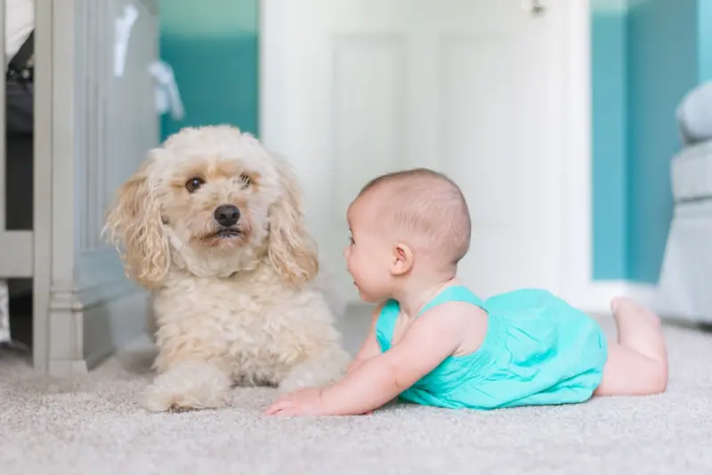 Eco‑First Carpet Care: Turning Floor Coverings into Sustainable Assets