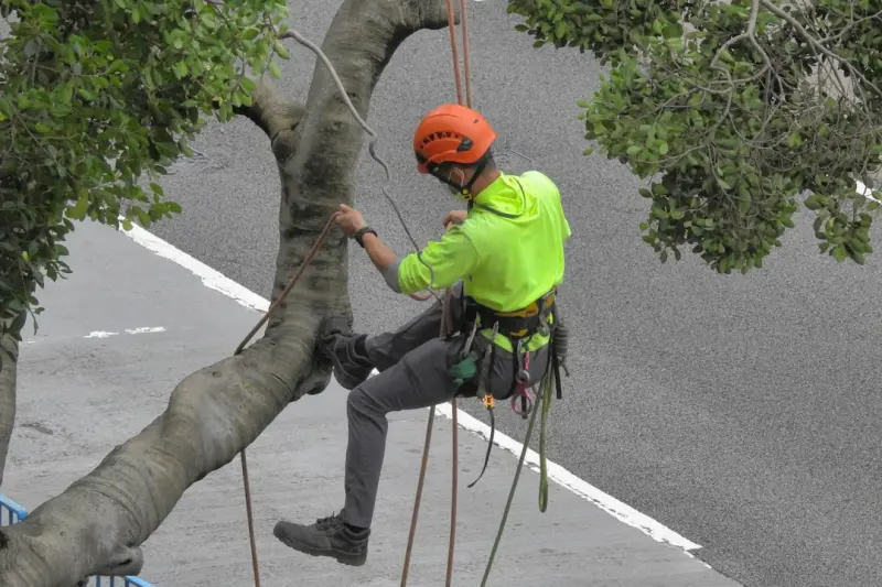Seasonal Tree Care: Turning Canopies into Strategic Assets