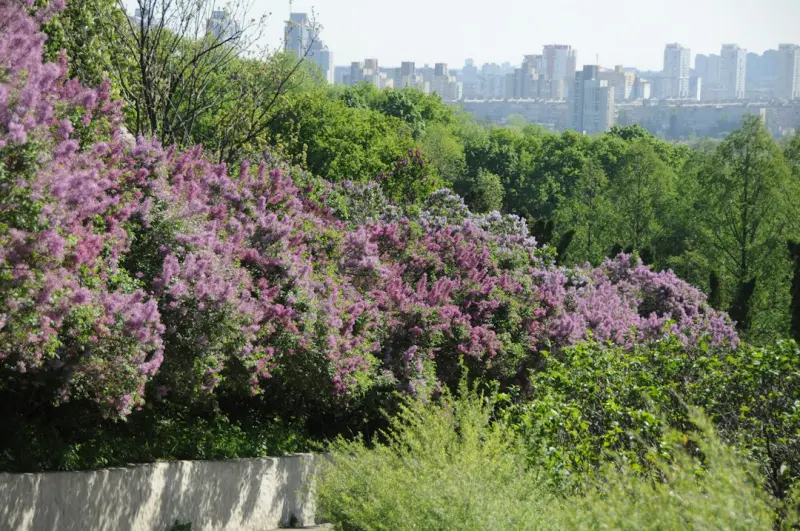 Cultivating Resilient Urban Forests: A Tree Care Blueprint for Sustainable Property Management Cultivating Resilient Urban Forests: A Tree Care Blueprint for Sustainable Property Management