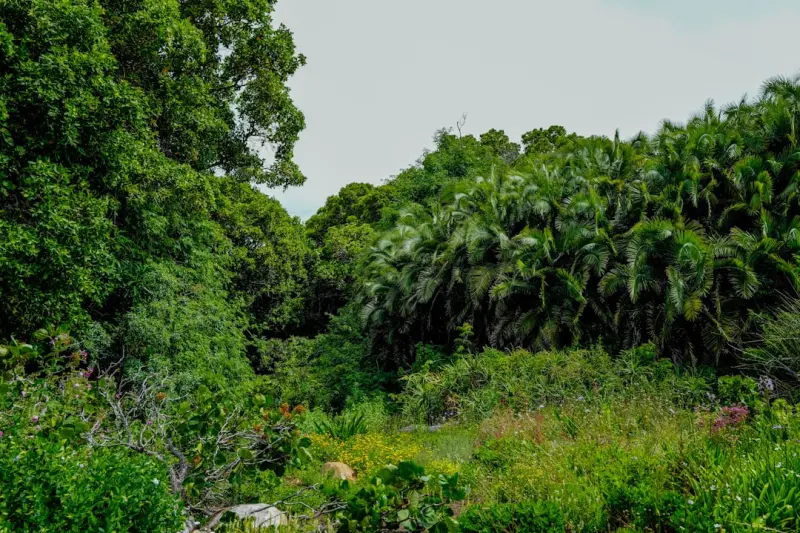Reimagining Commercial Landscapes: Data‑Driven, Biodiverse, and Resilient