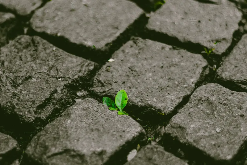 The Sustainable Paving Revolution: A Greener Future for Your Outdoor Space