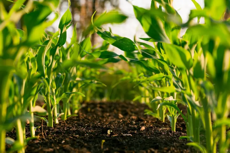 Cultivating the Future: How Soil Microbiomes Are Redefining Lawn Care