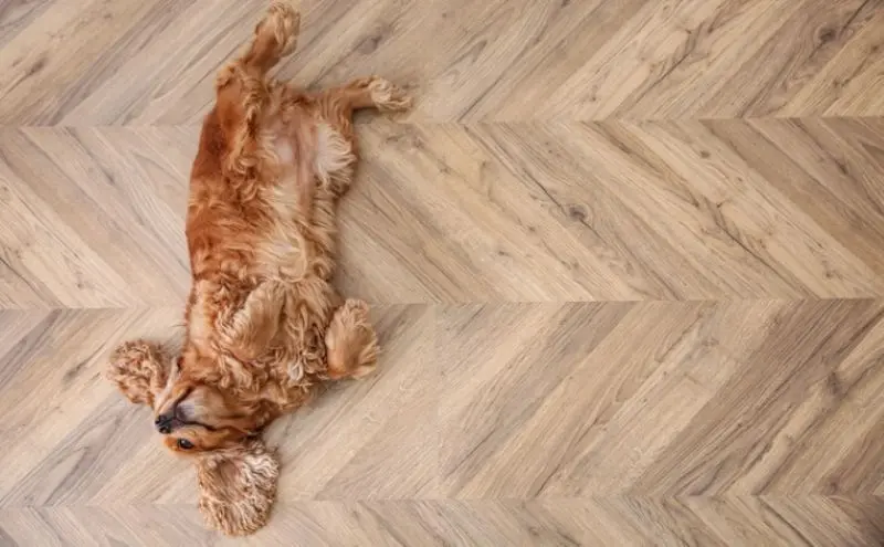 Pet‑Friendly Flooring: Style, Durability, and Health for Your Home Pet‑Friendly Flooring: Style, Durability, and Health for Your Home