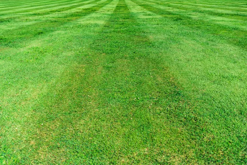 When Your Lawn Gets Smarter: How IoT Is Changing Grass Care