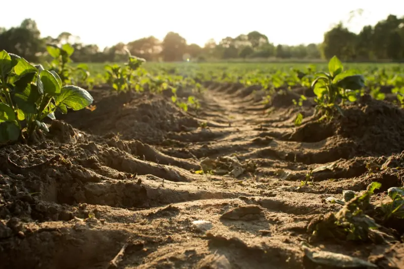 Nurturing the Soil Microbiome: A New Frontier for Lush Lawns