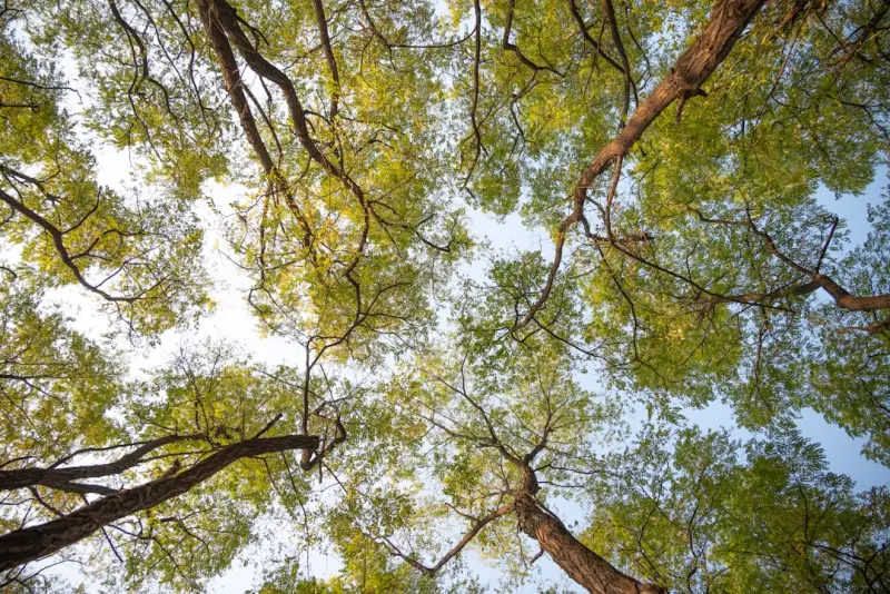 Smart Tree Care: Turning Canopies into Data‑Driven Assets Smart Tree Care: Turning Canopies into Data‑Driven Assets