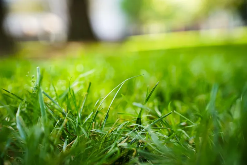 The Intersection of Lawn Care and Sustainable Home Design The Intersection of Lawn Care and Sustainable Home Design