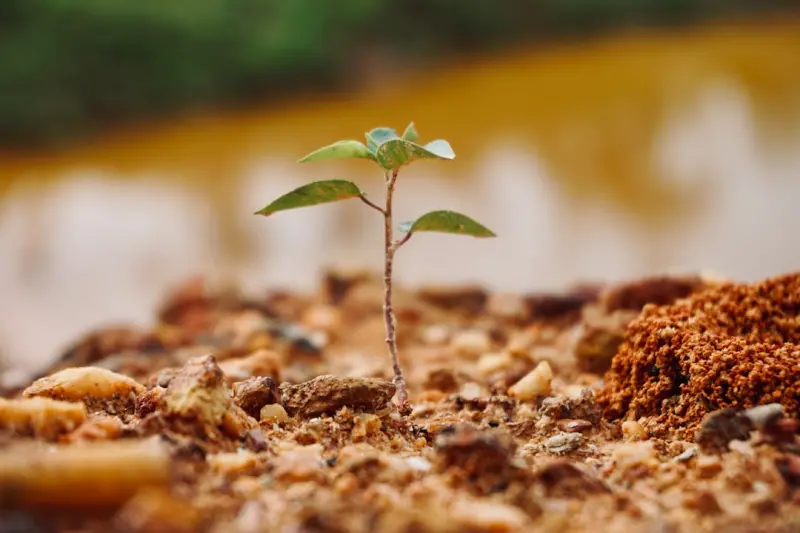 Tree Care as a Strategic Asset: From Soil to Skyline