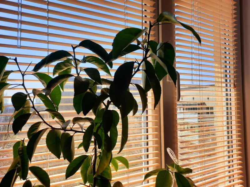 Embracing Sustainable Window Treatments for a Greener Future Embracing Sustainable Window Treatments for a Greener Future