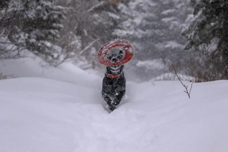 Winter’s Secret Weapon: Turning Snow Removal into a Sustainable, Community‑Driven Routine