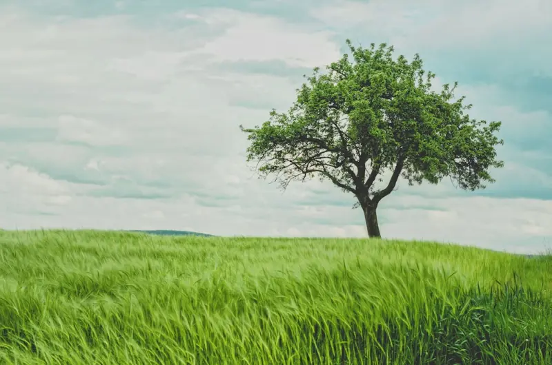 Soil Symphony: Unlocking Hidden Tree Health with Underground Allies