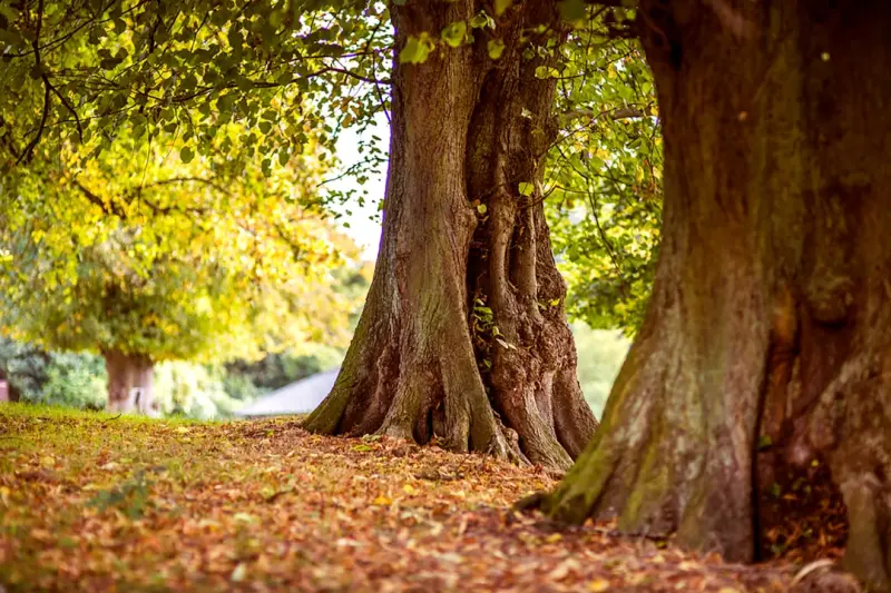 Why Tree Care Becomes a Powerful Business Growth Engine