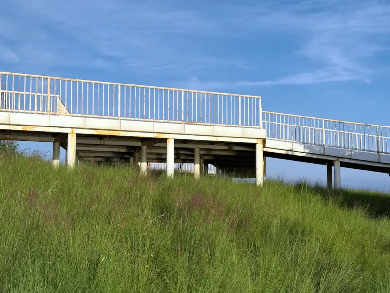 Living Climate Buffers: How Decks Can Modulate Temperature, Moisture, and Biodiversity