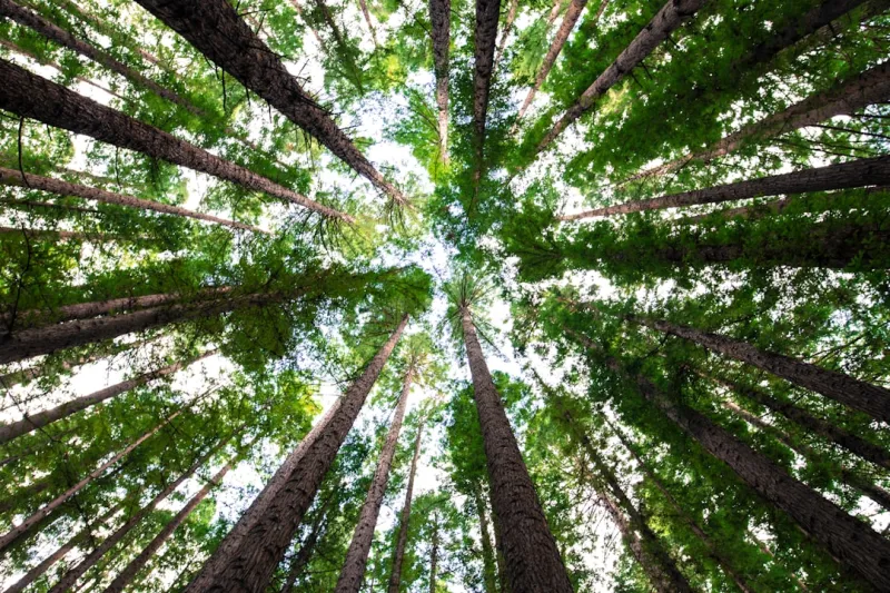 The Sustainable Tree Care Playbook: Tips from a Veteran Contractor The Sustainable Tree Care Playbook: Tips from a Veteran Contractor