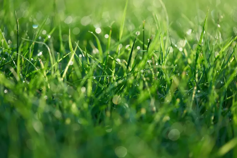 Unlocking a Thriving Lawn with Soil Microbiomes and Smart Care Unlocking a Thriving Lawn with Soil Microbiomes and Smart Care