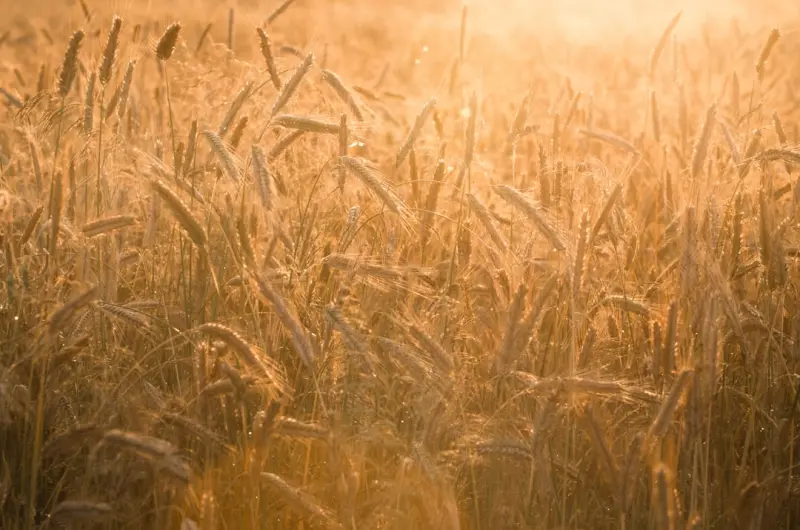 Harvesting Sunlight at Scale: A Playbook for Energy‑Forward Enterprises