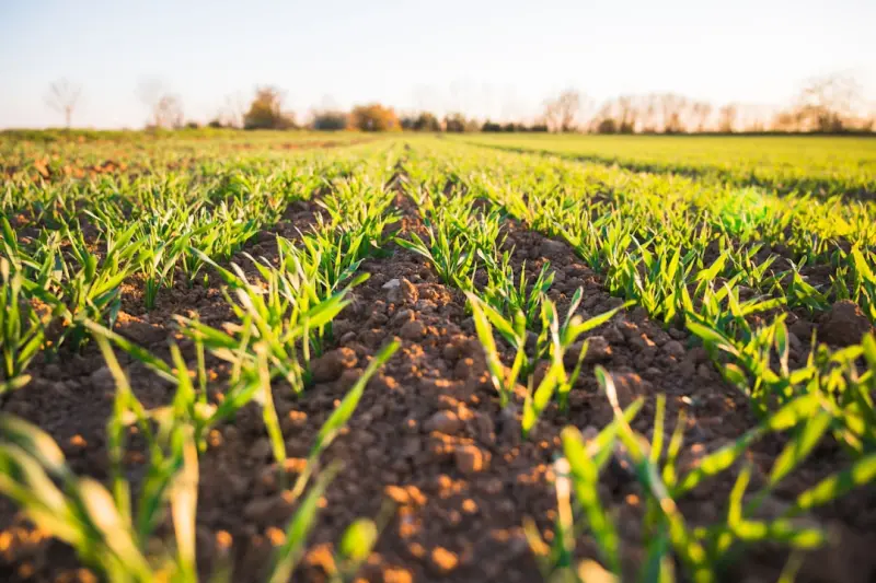 Cultivating Intelligent Landscapes: How Data and Soil Science Redefine Outdoor Spaces