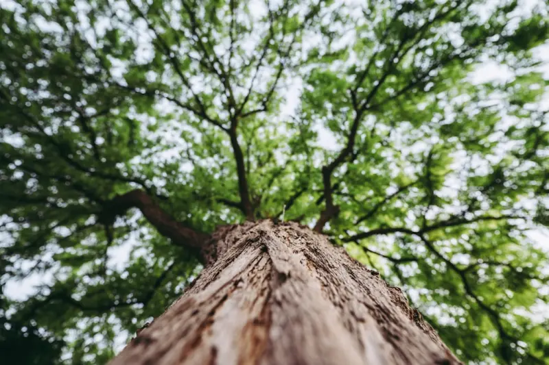 Listening to Leaves: Data‑Driven Tree Care for Urban Landscapes