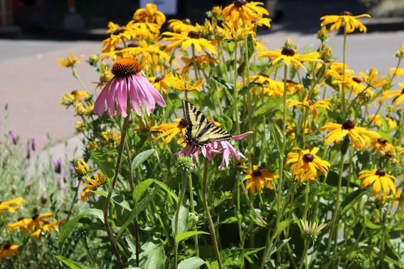 Cultivating a Year‑Round Pollinator Paradise in Urban Gardens Cultivating a Year‑Round Pollinator Paradise in Urban Gardens
