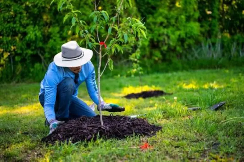 Nurturing Urban Giants: A Tree‑Care Journey from Roots to Canopy